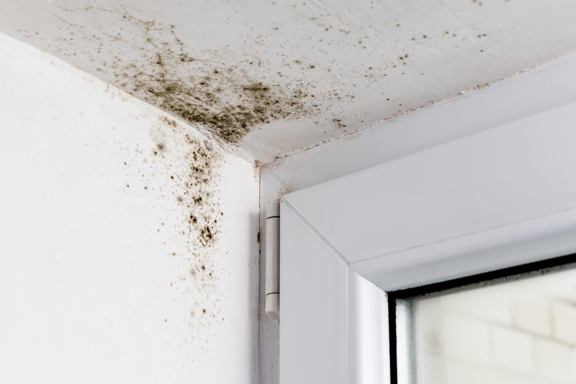 mold removal or remediation